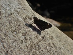 Pelopidas assamensis