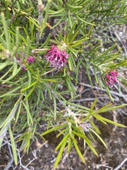 Grevillea confertifolia