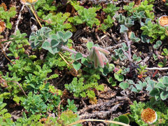 Indigofera tomentosa