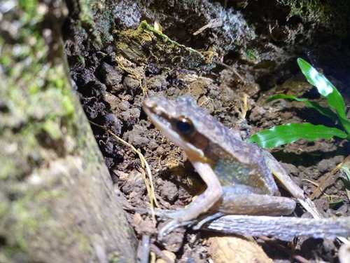 Bijurana nicobariensis