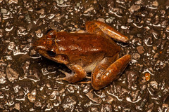 Limnonectes paramacrodon