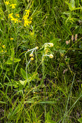 Helichrysum cephaloideum