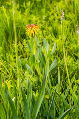 Kniphofia baurii
