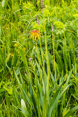 Kniphofia baurii