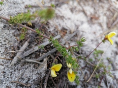 Aspalathus retroflexa