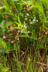 Kohautia amatymbica