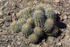 Echinocereus stolonifer tayopensis