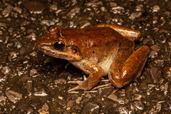 Limnonectes paramacrodon