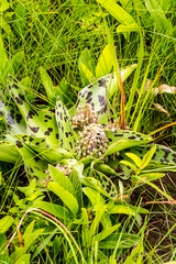 Ledebouria floribunda