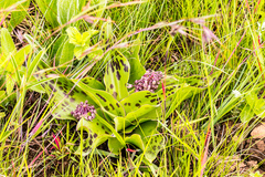 Ledebouria floribunda