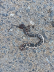 Homalopsis buccata