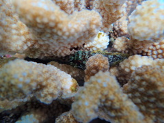 Sebastapistes coniorta