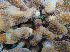 Sebastapistes coniorta