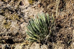 Agave polianthiflora