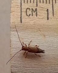 Spilotrogia fragilis