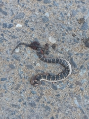Homalopsis buccata