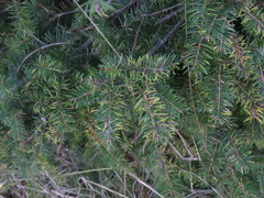 Contarinia pseudotsugae