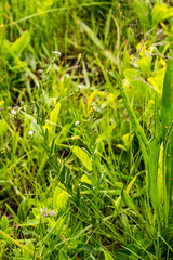 Lithospermum papillosum