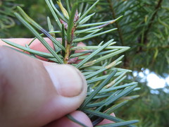 Contarinia pseudotsugae