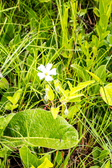 Monsonia grandifolia