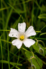 Monsonia grandifolia