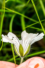 Monsonia grandifolia
