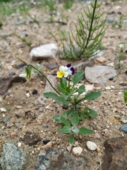 Viola × contempta