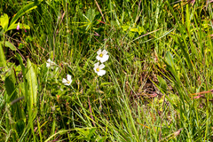 Monsonia grandifolia