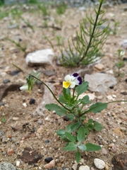 Viola × contempta