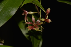 Petermannia cirrosa