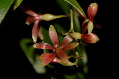 Petermannia cirrosa