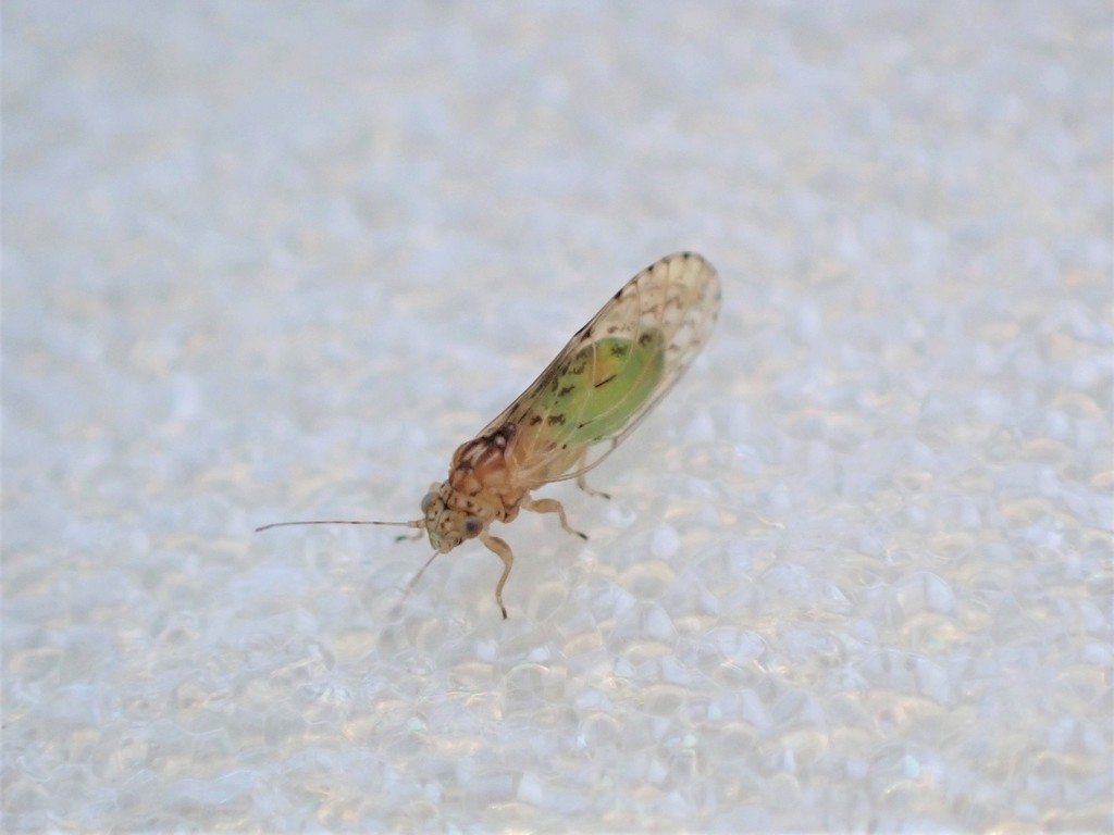 Acizzia dodonaeae