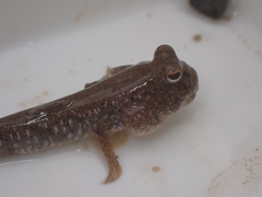 Periophthalmus modestus