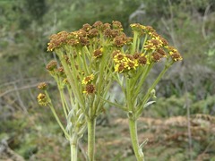 Espeletia corymbosa