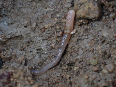 Ochetostoma erythrogrammon