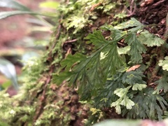 Crepidomanes latealatum