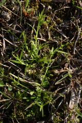Diplacrum caricinum