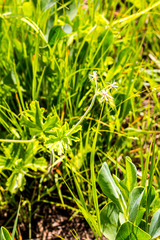 Pelargonium schlechteri