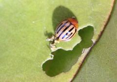 Plagiodera septemvittata