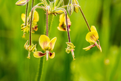 Pelargonium schlechteri