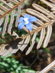 Wahlenbergia multicaulis