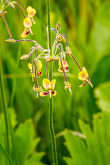 Pelargonium schlechteri