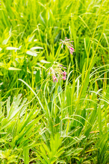 Pelargonium schlechteri