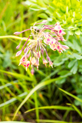 Pelargonium schlechteri