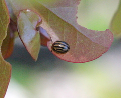Plagiodera septemvittata