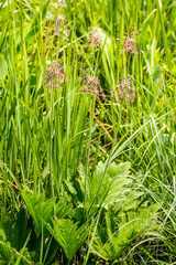 Pelargonium schlechteri