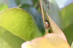 Plagiodera septemvittata