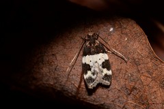 Sphyrelata melanoleuca