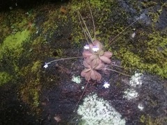 Pinguicula emarginata