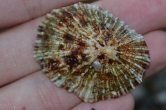 Patella ulyssiponensis